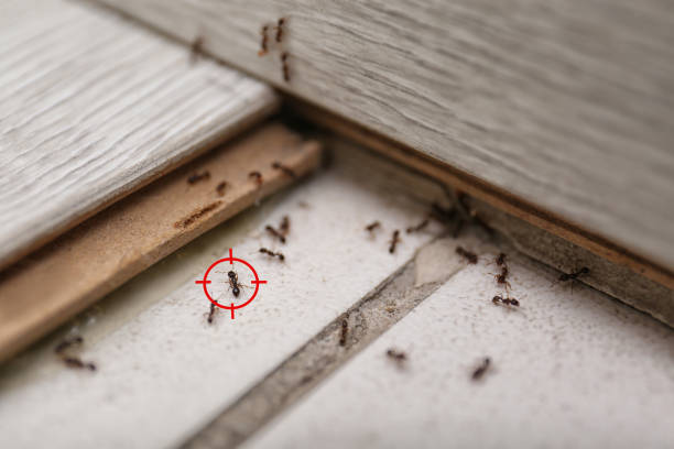 Best Mosquito Control Services  in Osseo, WI